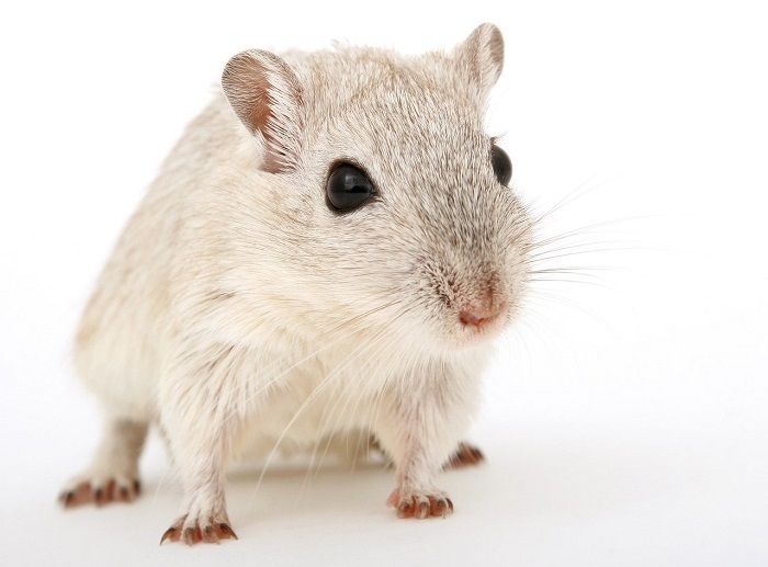 risks & health issues caused by rodents
